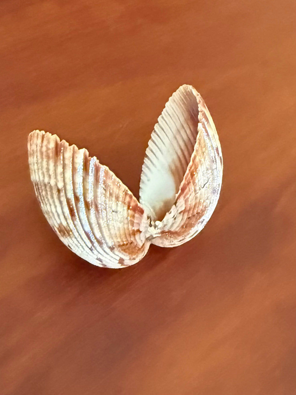 Shimmer Shell