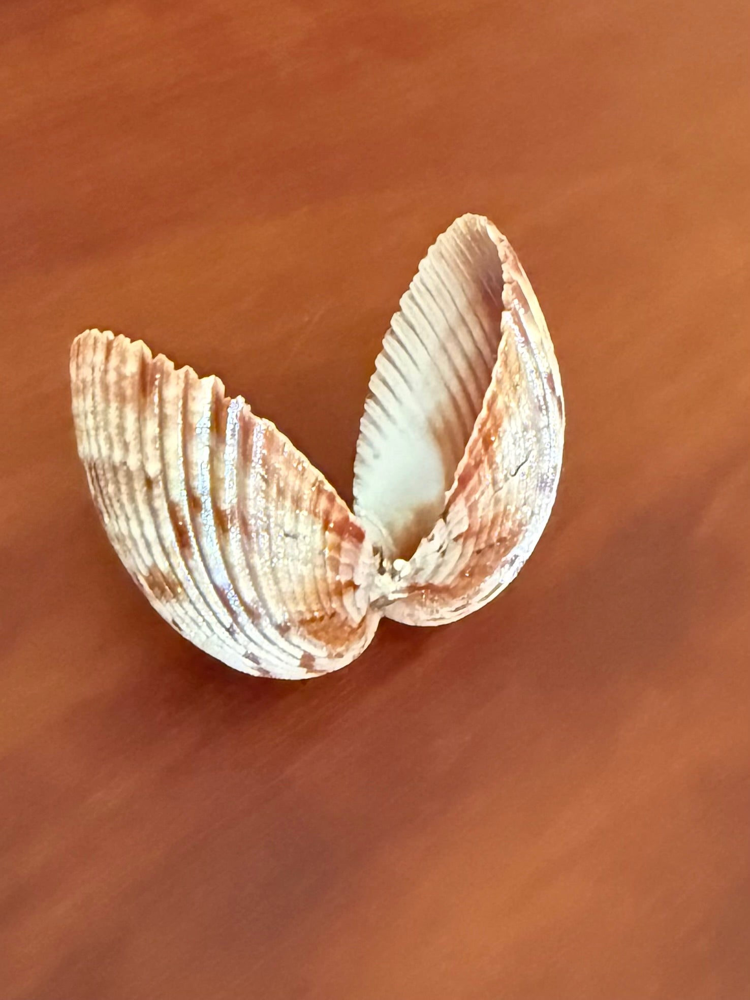 Shimmer Shell