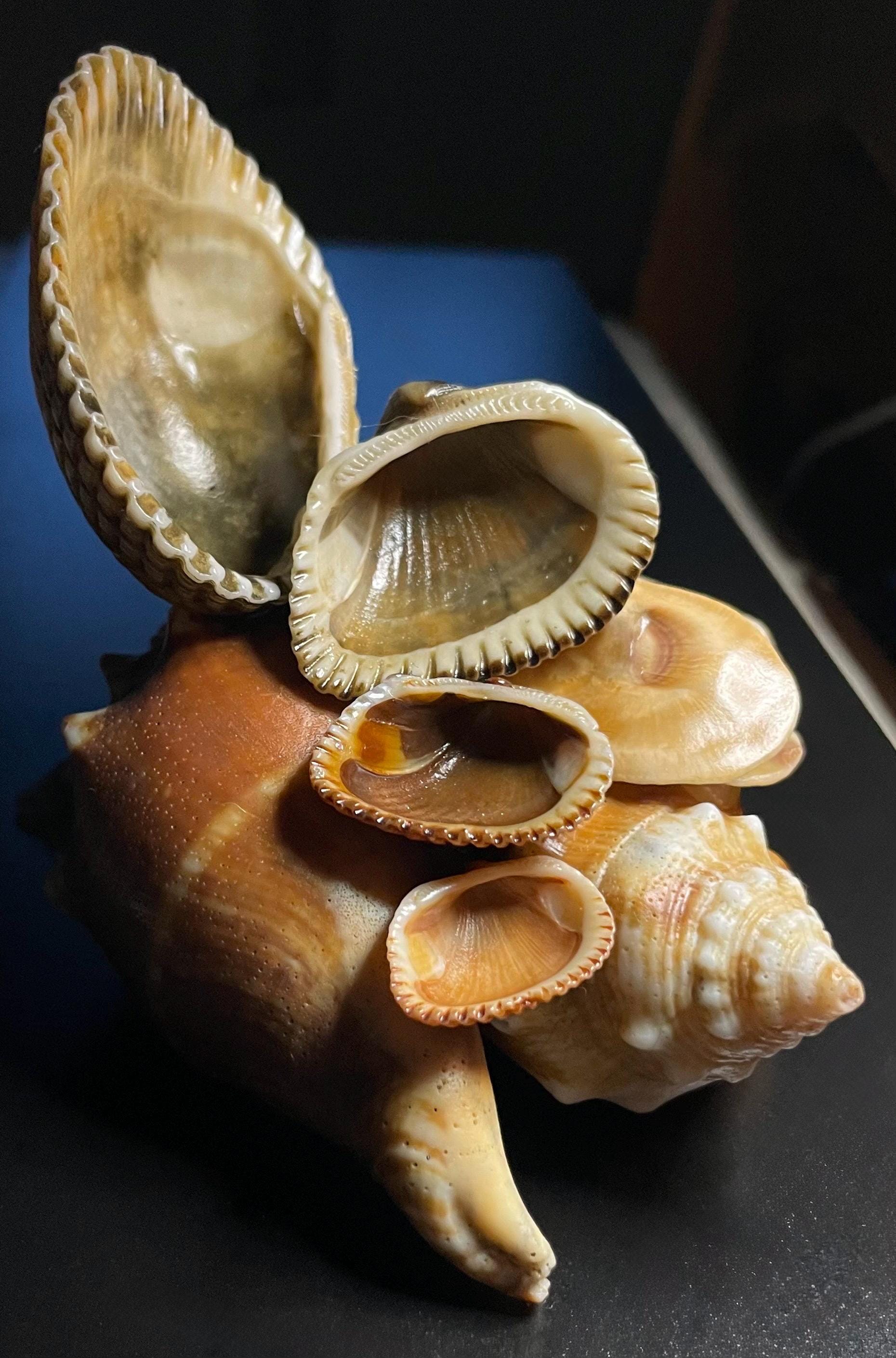 Authentic Cascading Shell Decor – Ring Holder