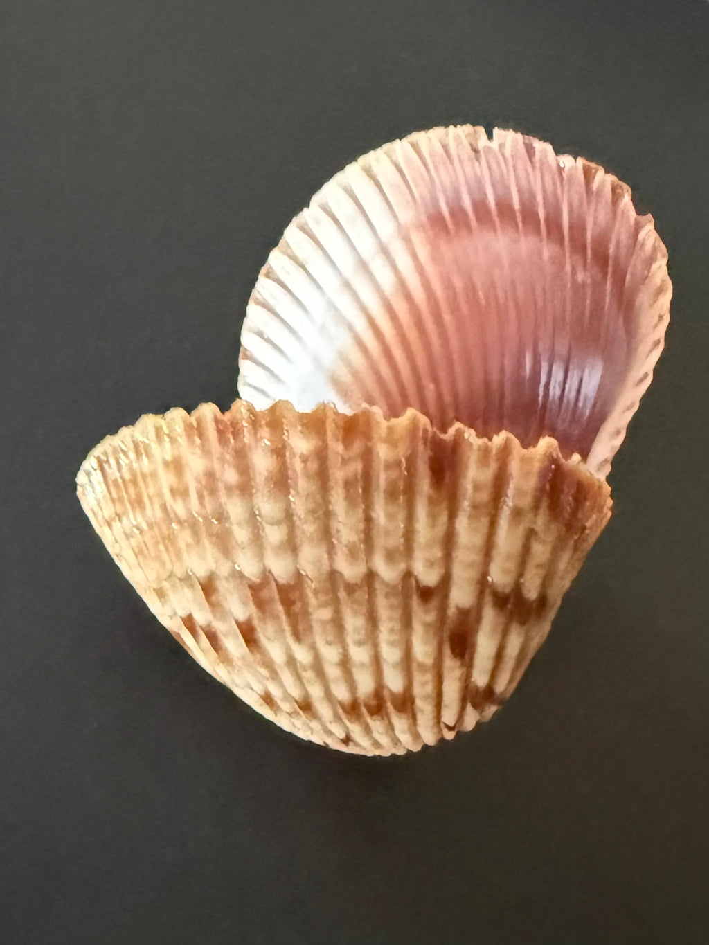 Shimmer Shell