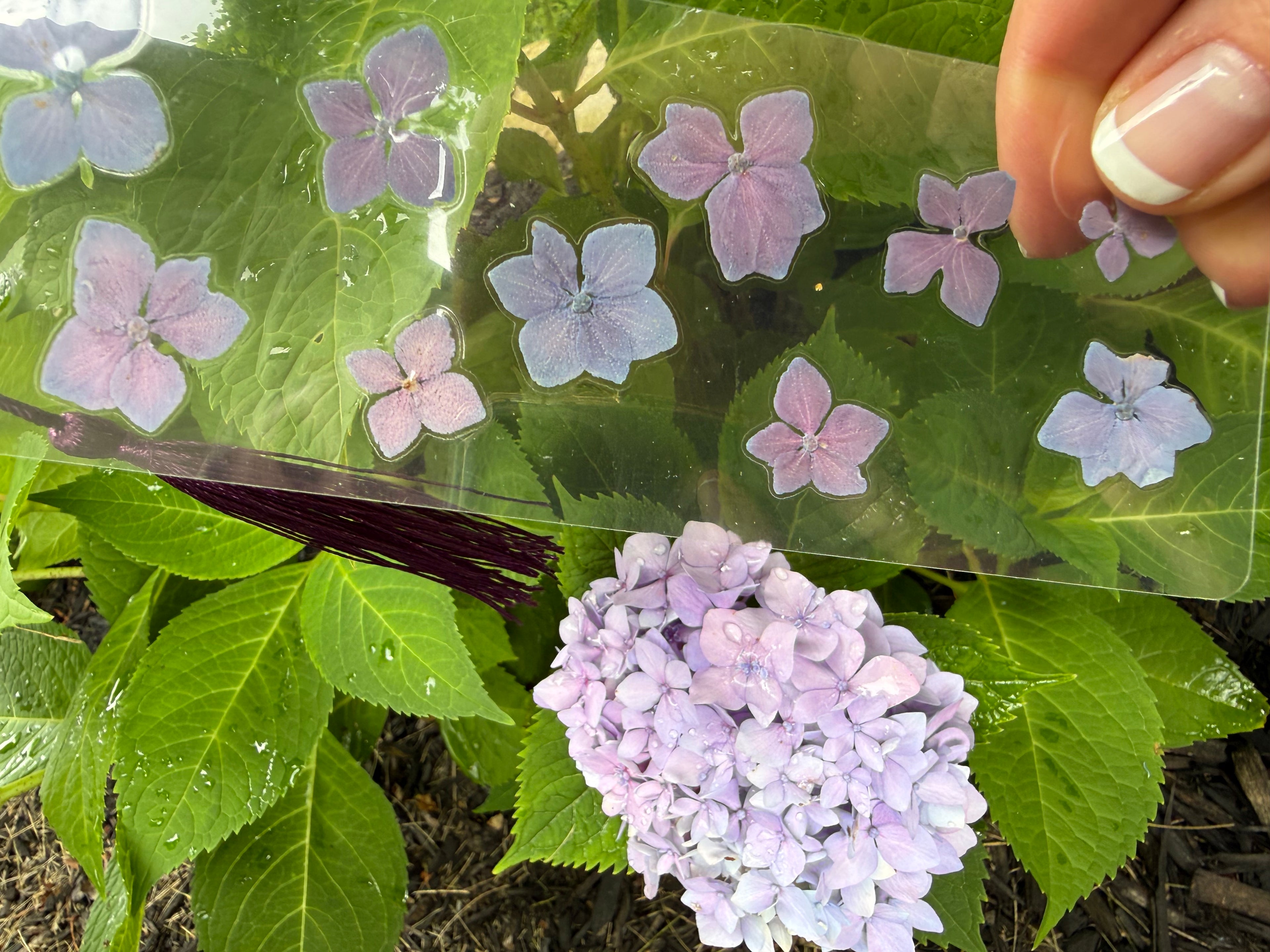 Hydrangea Flowers ~ flower bookmark