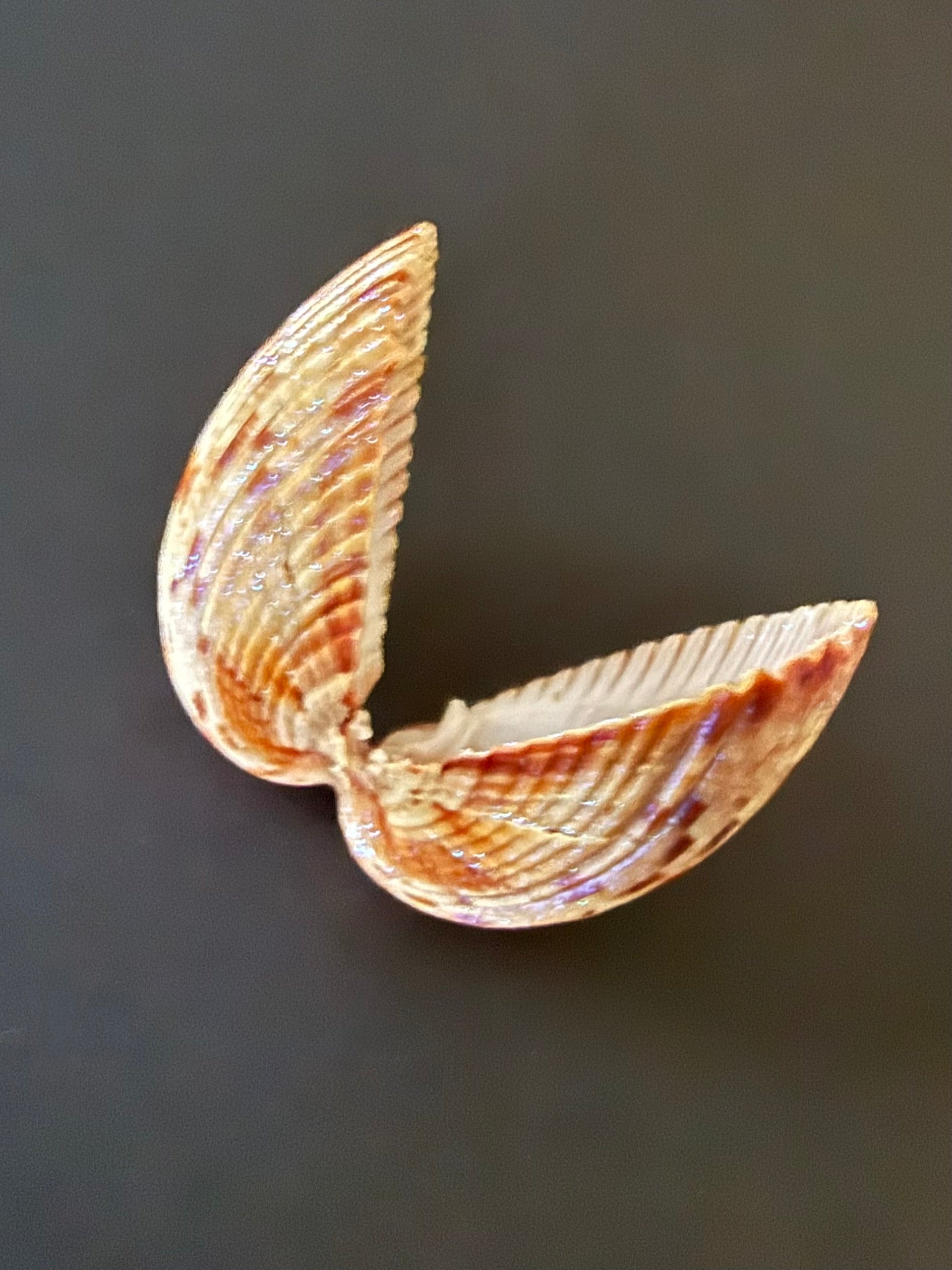 Shimmer Shell
