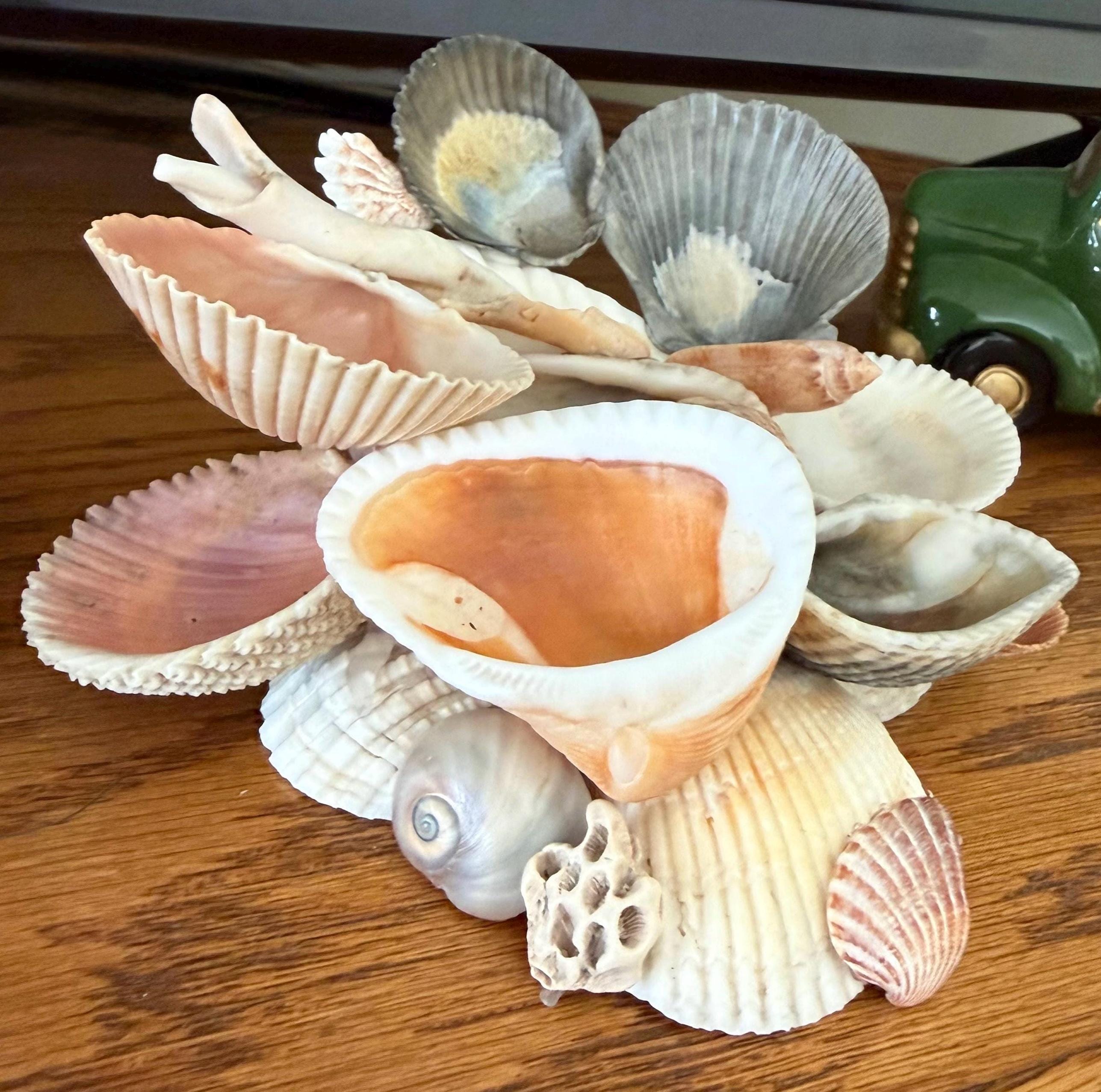Jewelry Holder - Shell Decor, Color Variation