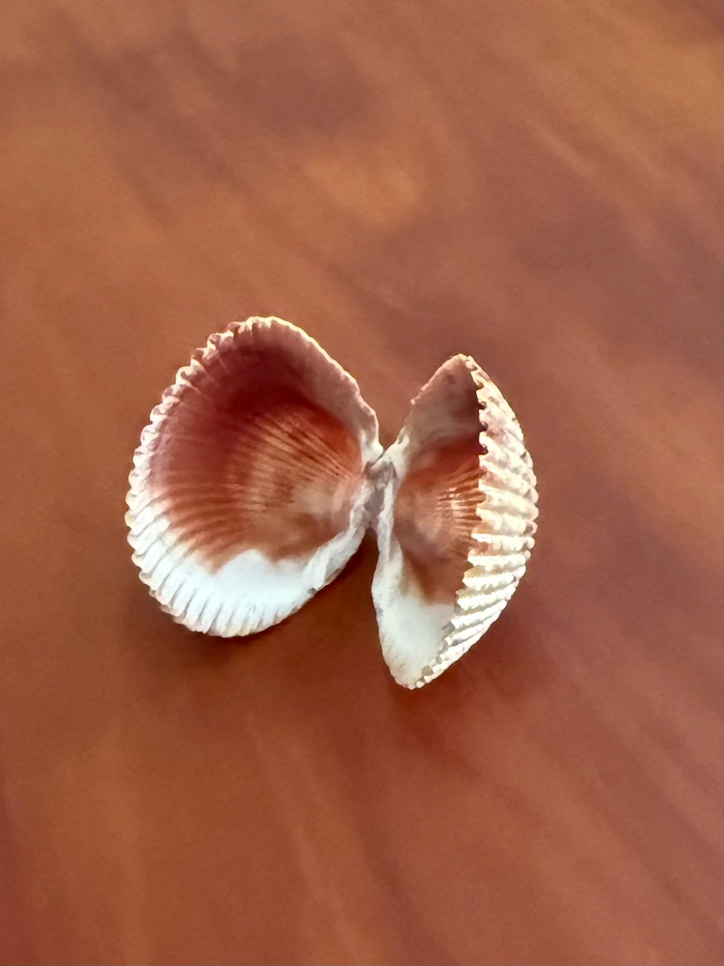 Shimmer Shell