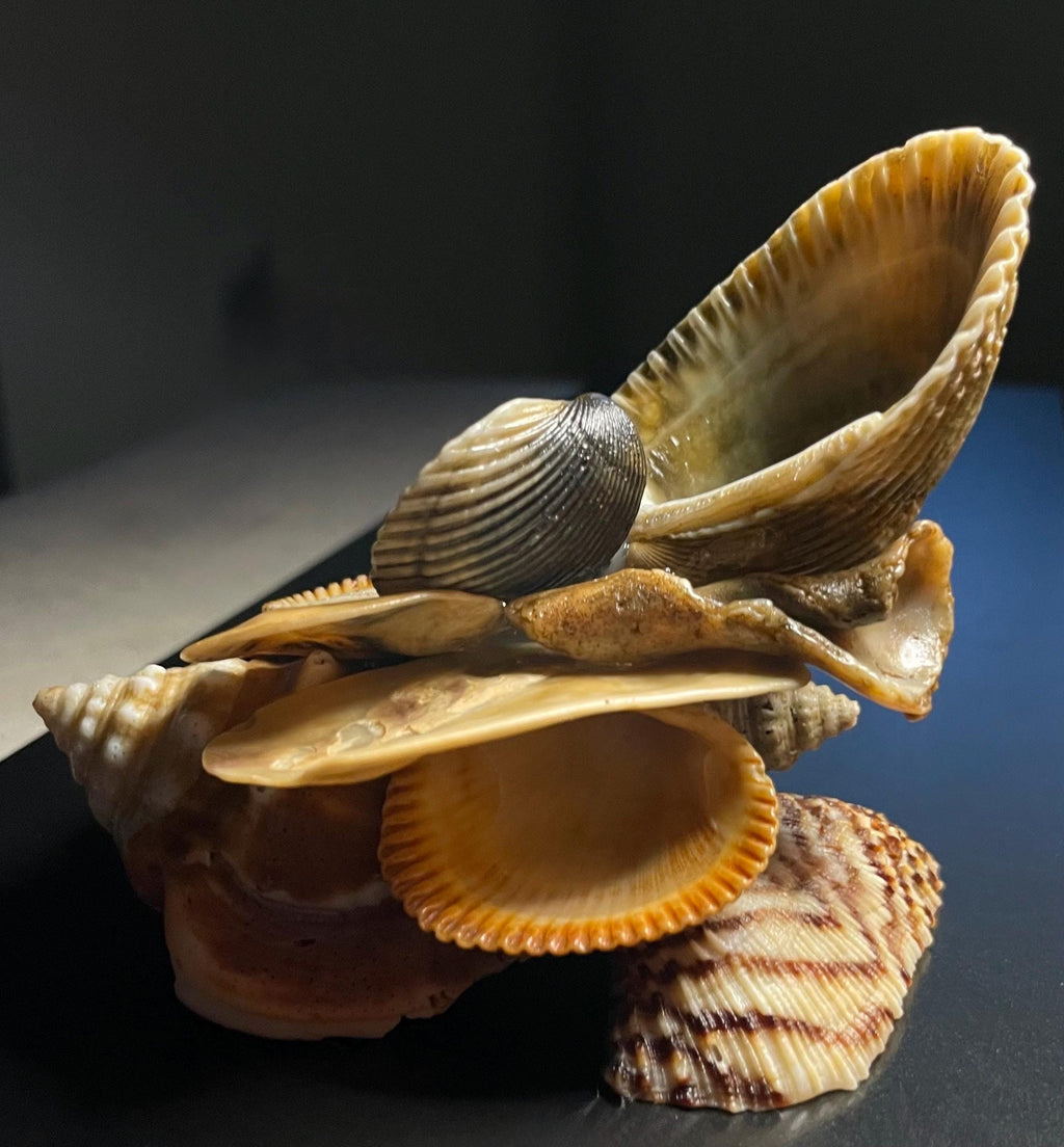 Authentic Cascading Shell Decor – Ring Holder