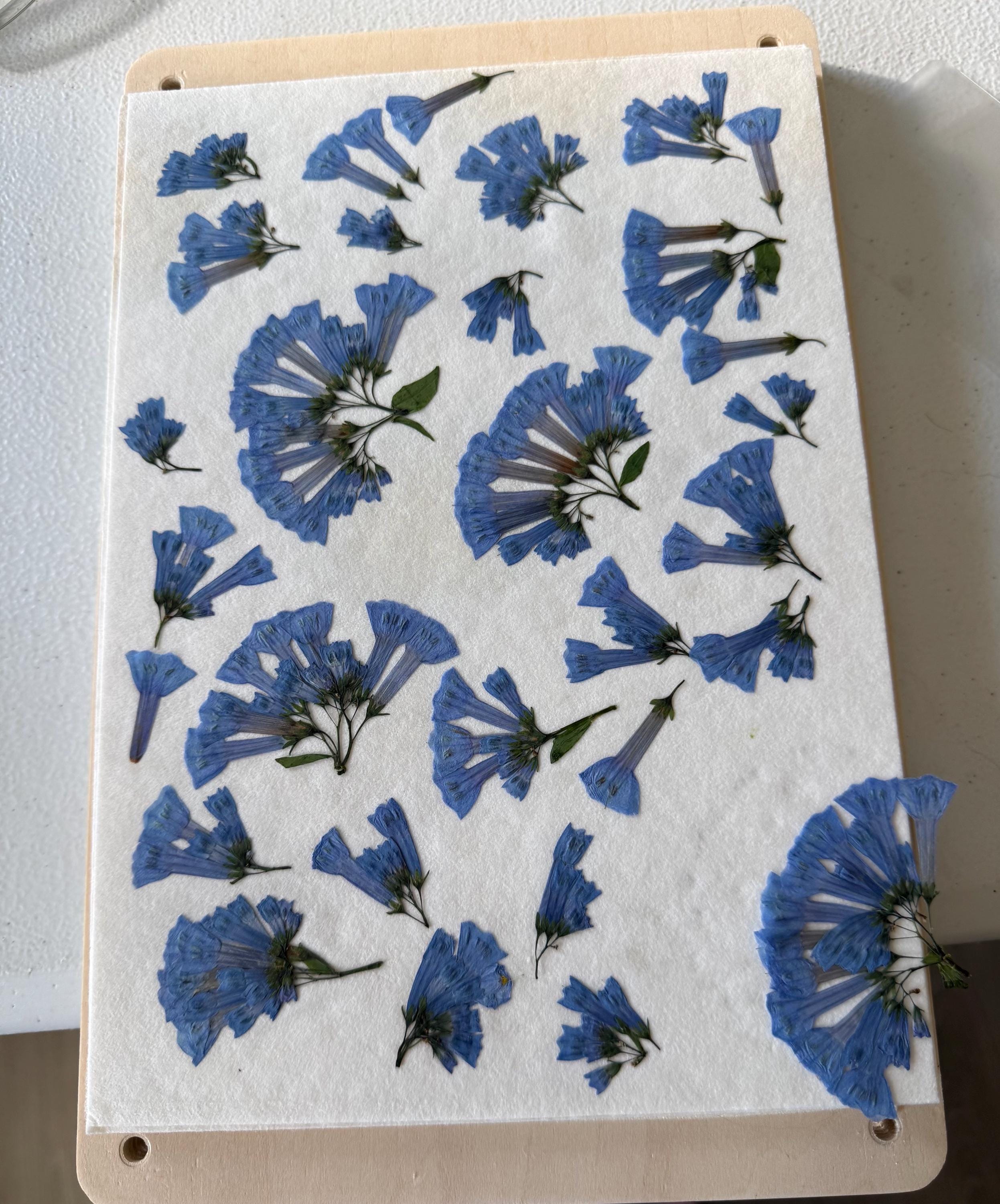 Flower Bookmarks - Blue Bell Pressed Flowers