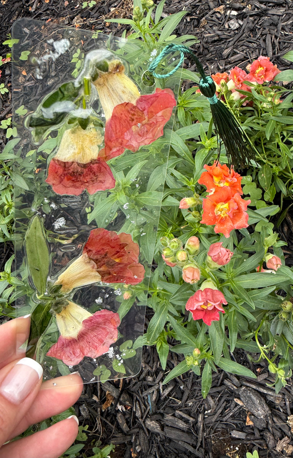 Red Snapdragon Bookmark