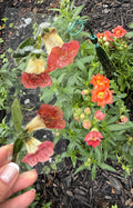 Red Snapdragon Bookmark