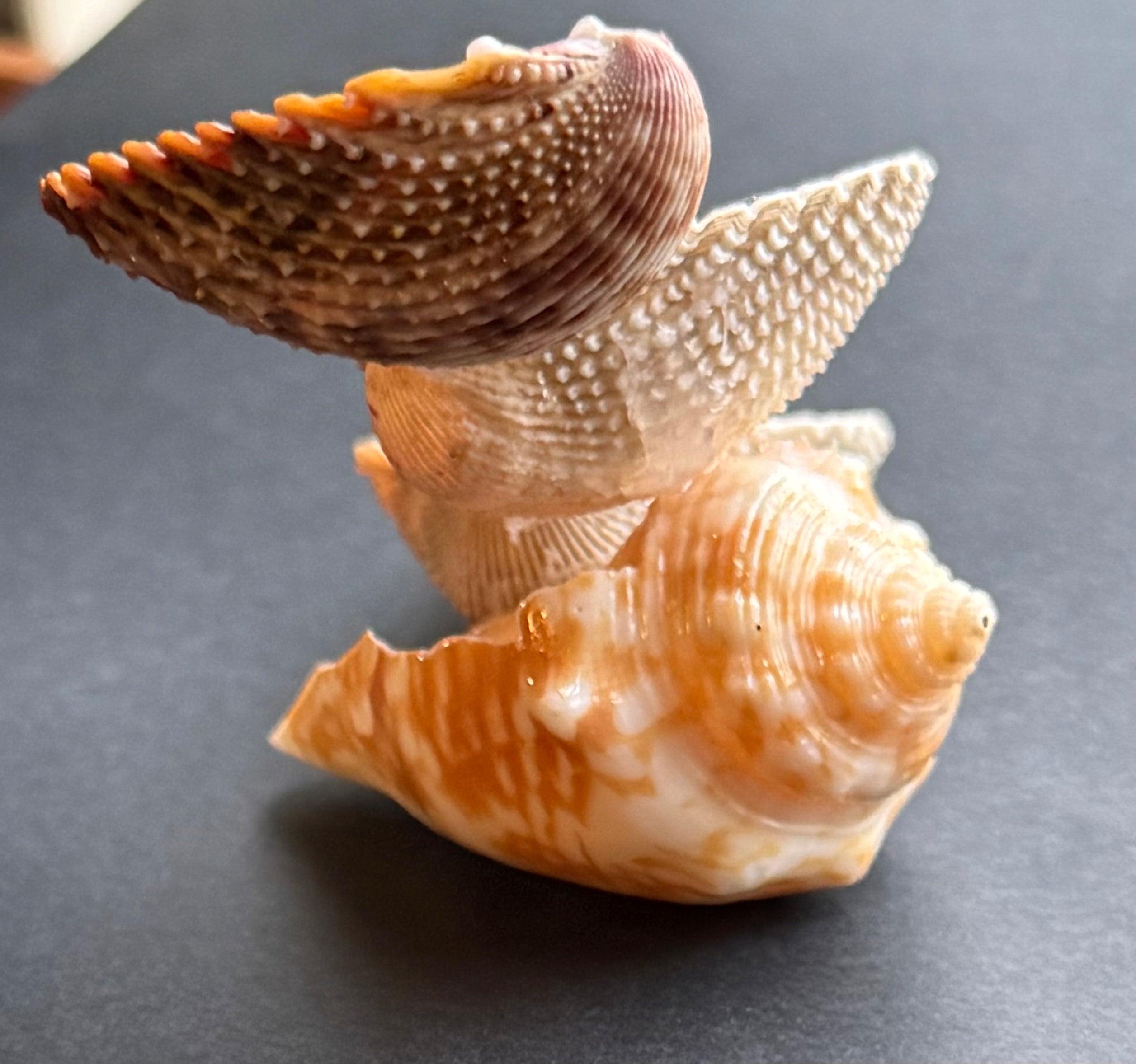 Color Shell Cascade