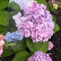 Hydrangea Lil’ Bunch ~ flower bookmark
