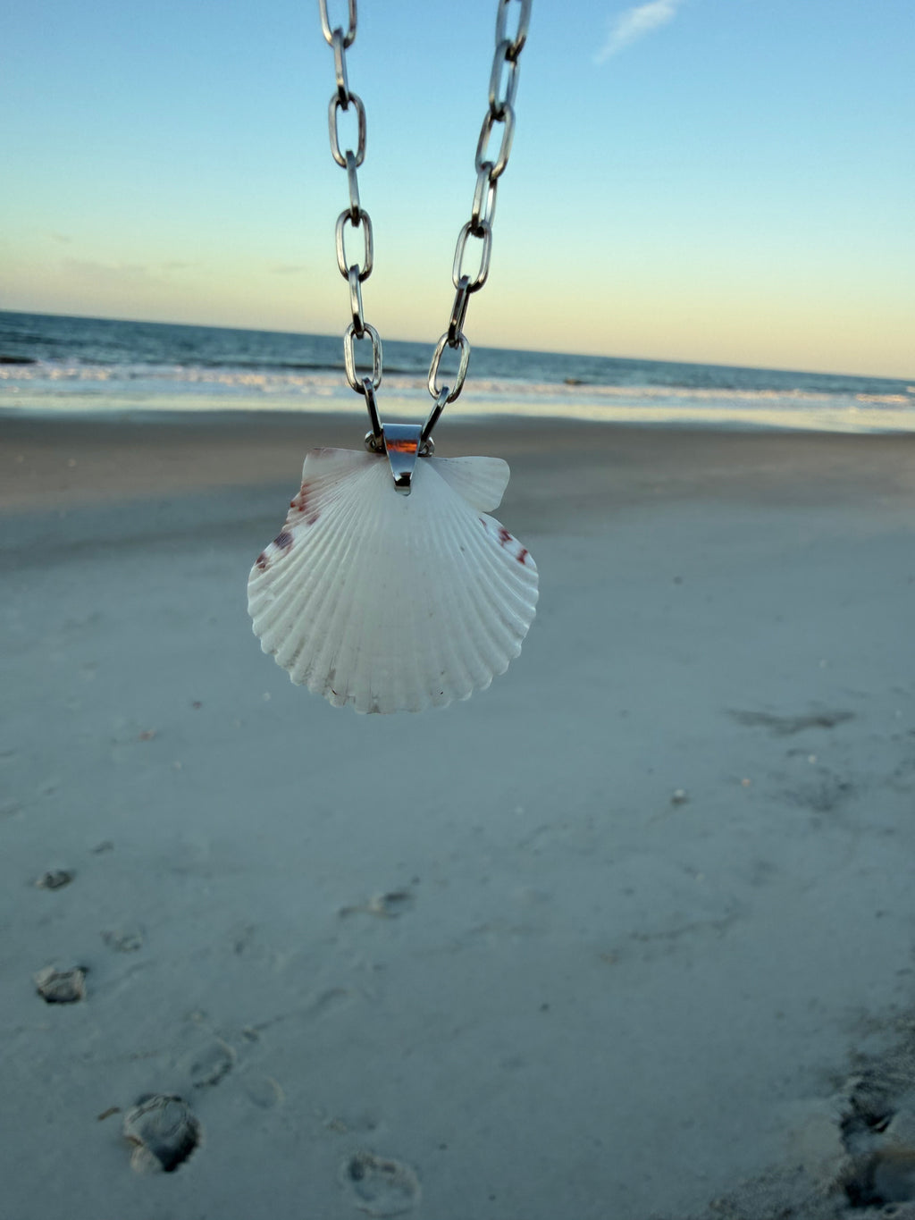 White Scallop, Silver Chain Necklace