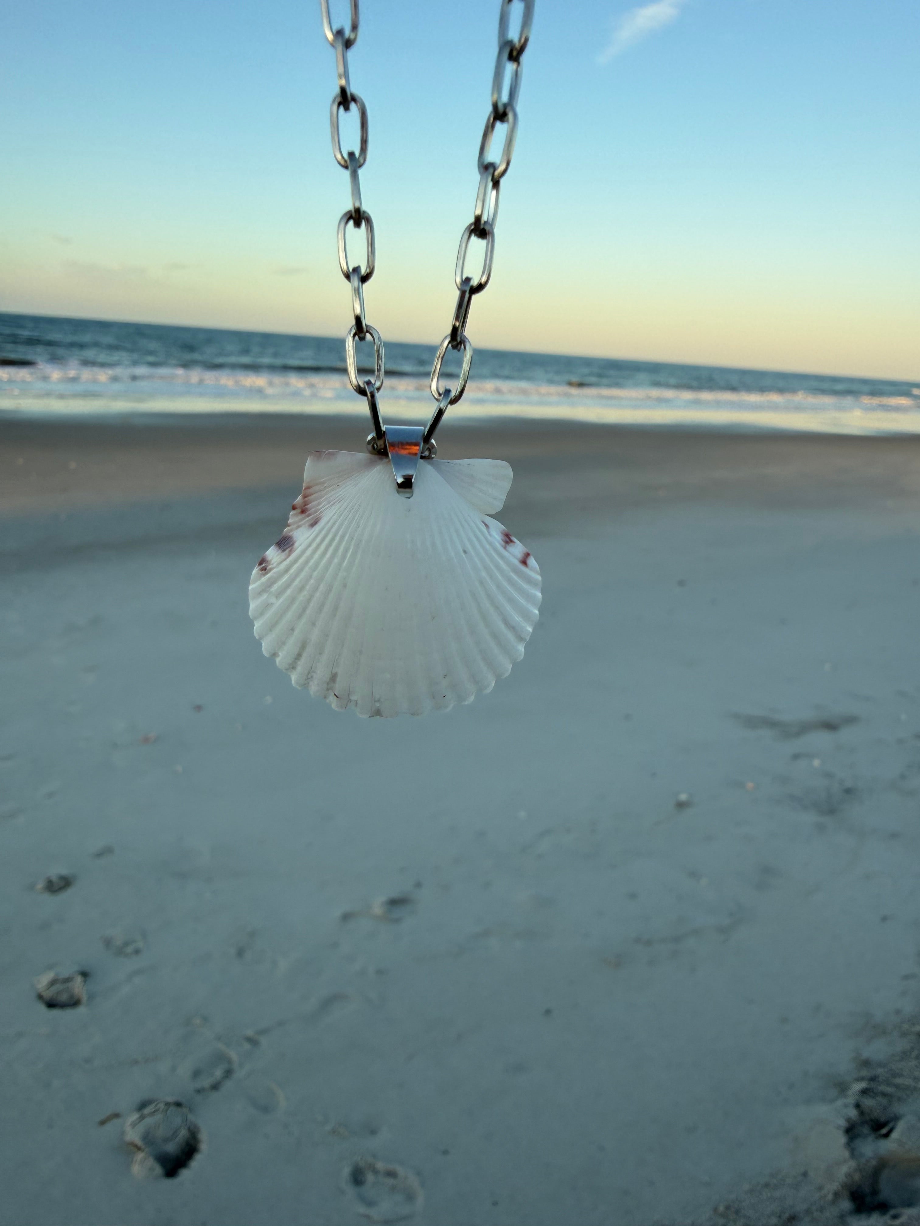 White Scallop, Silver Chain Necklace