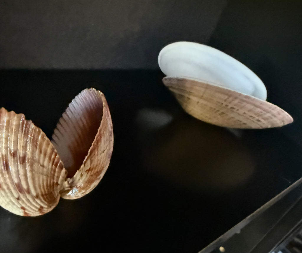 Shimmer Shell
