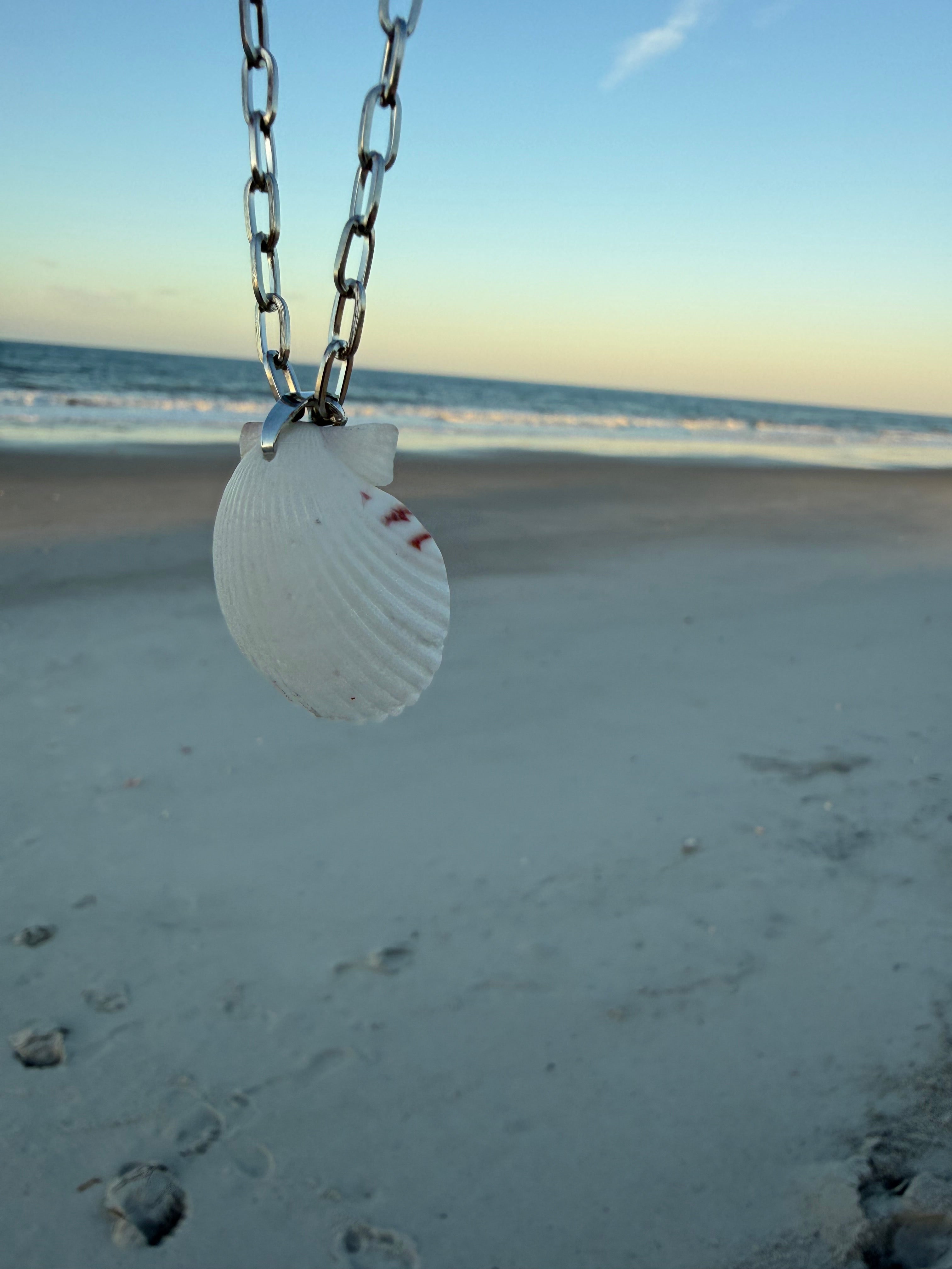 White Scallop, Silver Chain Necklace
