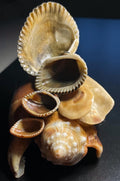Authentic Cascading Shell Decor – Ring Holder