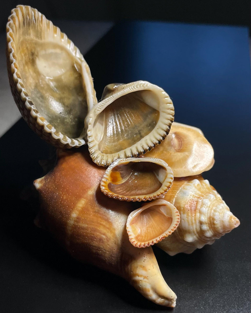 Authentic Cascading Shell Decor – Ring Holder