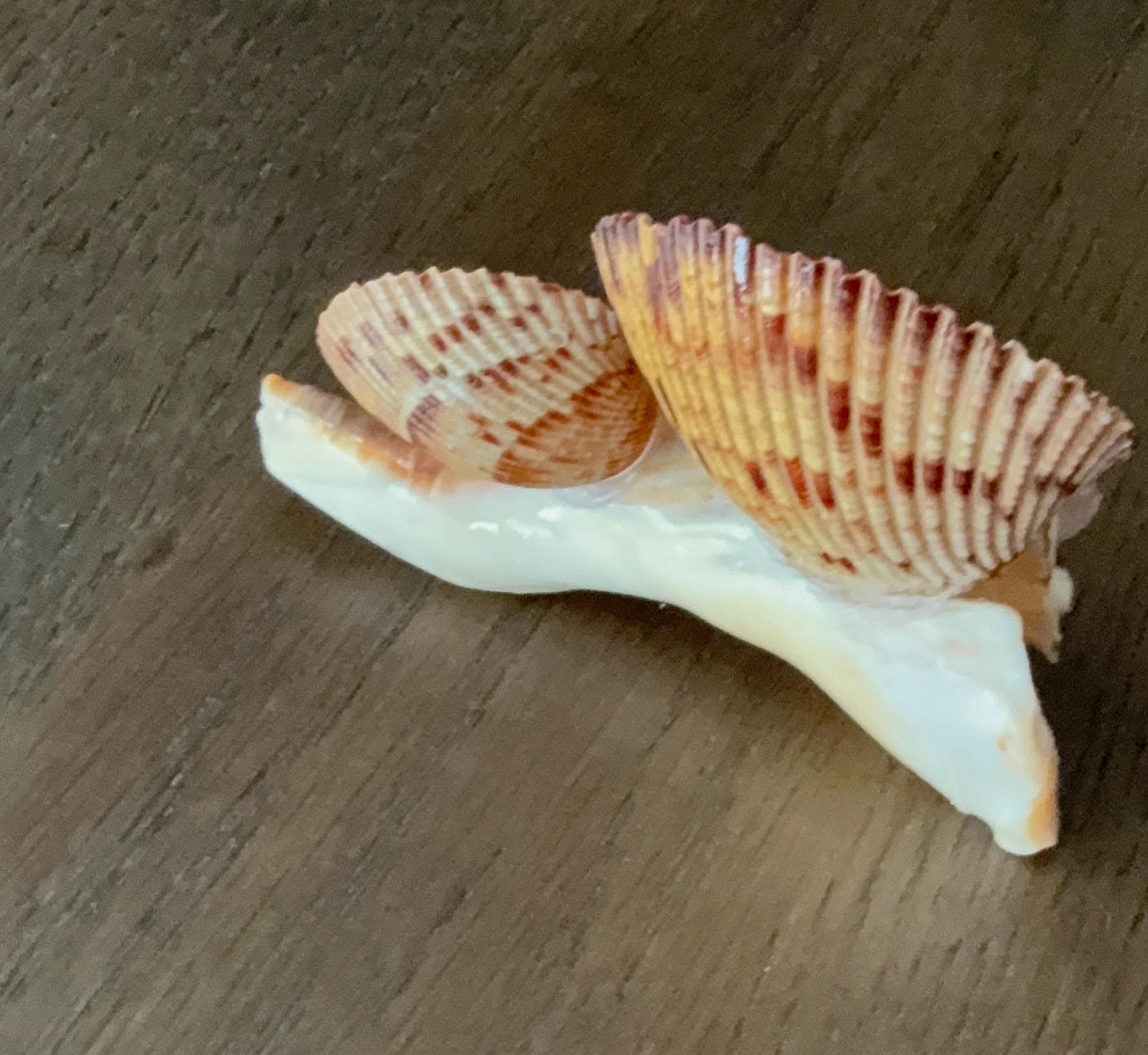 Shell Decor - Seahorse optional