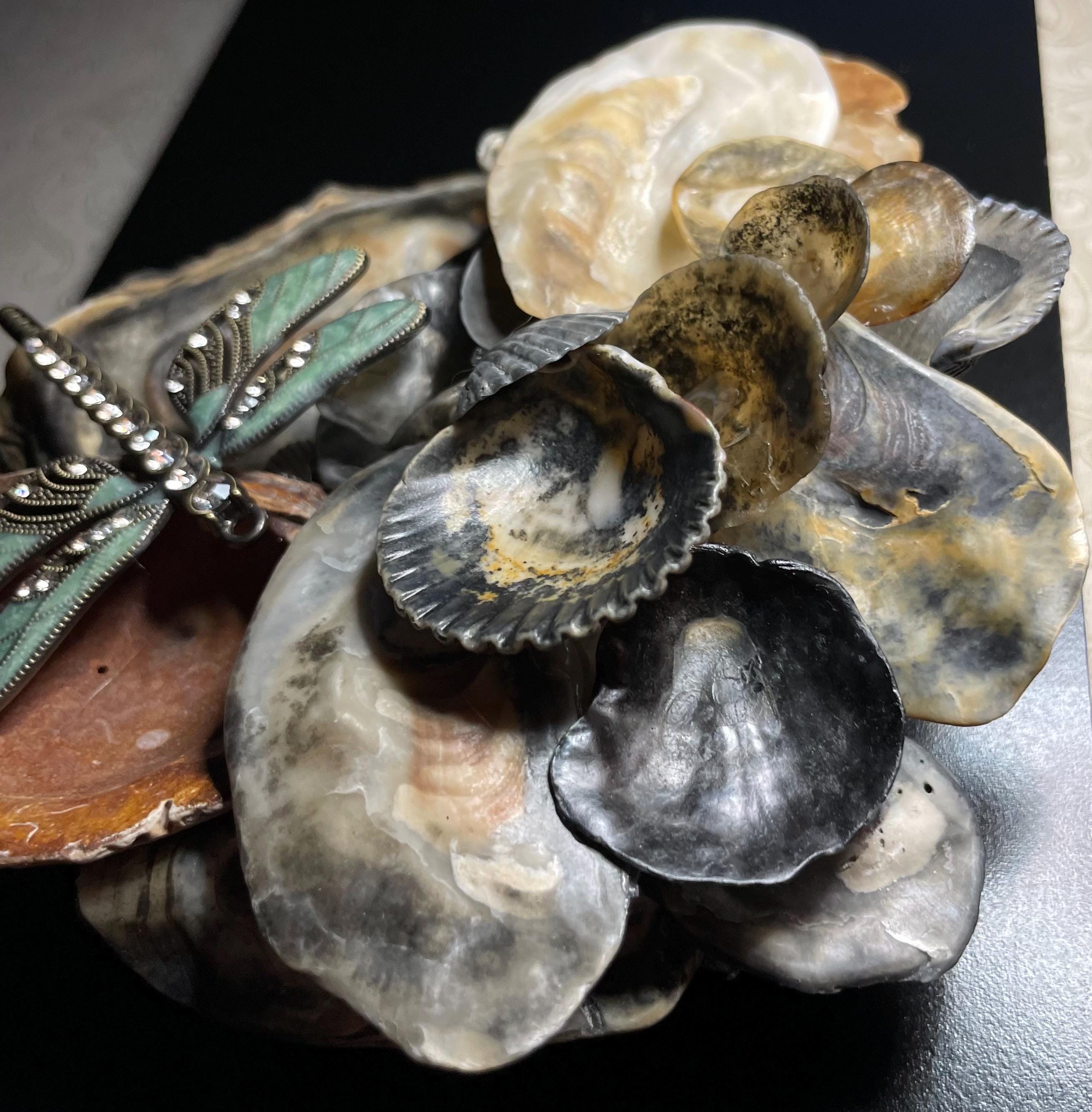 Shell Decor, Color Variation/  Dragonfly optional