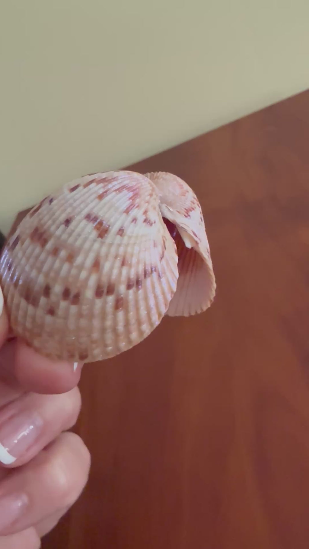 Shimmer Shell